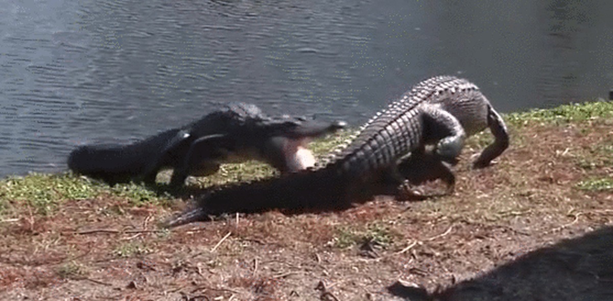 Нильский крокодил. Нильский крокодил против бегемота. Гребнистый крокодил против нильского крокодила. Крокодил сражается. Крокодил сражается.