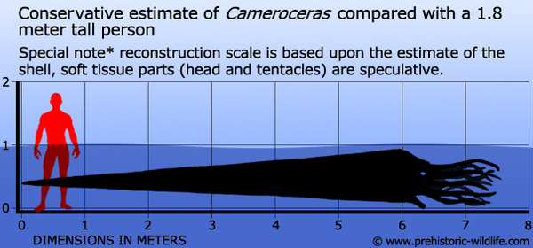  ,  , Cameroceras, , Mollusca, Cephalopoda, 