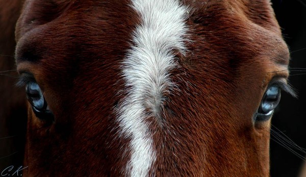 какое зрение у лошадей цветное или черно белое