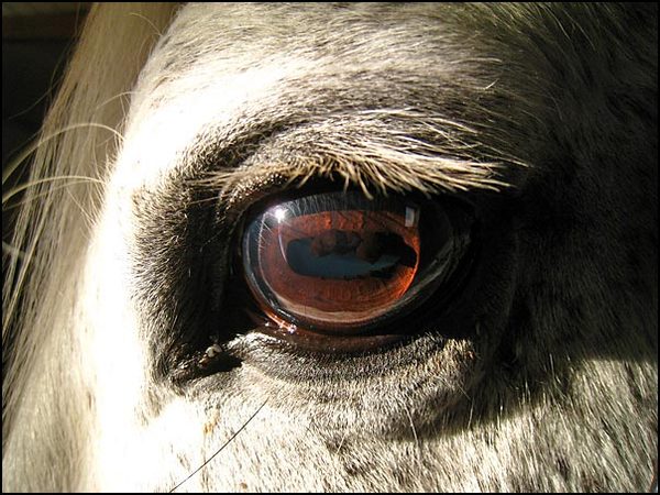 какое зрение у лошадей цветное или черно белое
