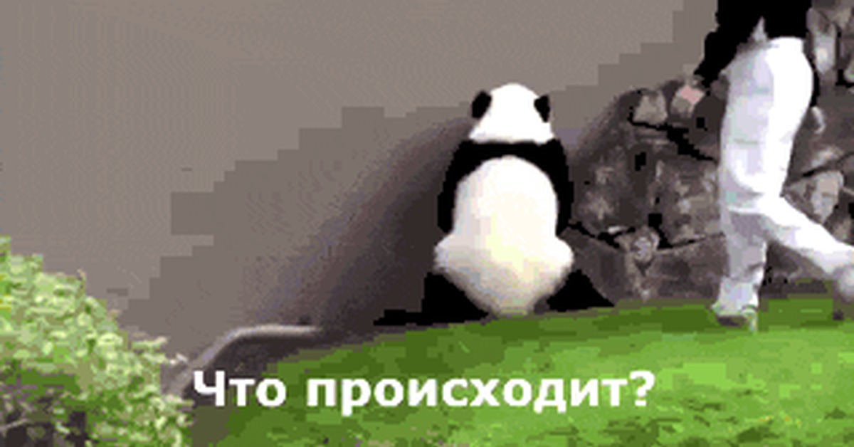 Волк, гифка про панду бухой
