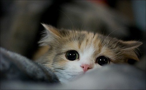 Вся правда об ужасах Евросоюза Эмиграция, Налоги, Язык, Европа, Копипаста, Текст, Длиннопост, Политика