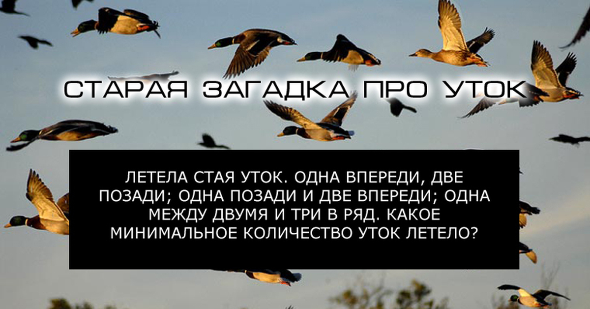 Сколько осталось лететь. Летела стая уток одна впереди две. Загадка летела стая уток одна впереди две позади. Стая уток летит. Загадка про уток одна впереди две.