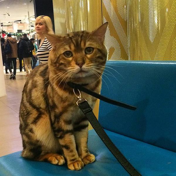 Грустный кот