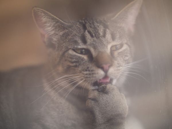 ��������, ����� ����� ������