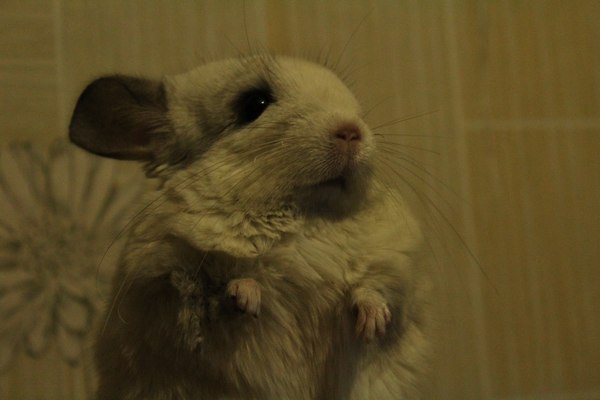 ����� ������ ������� ��� ���� ���