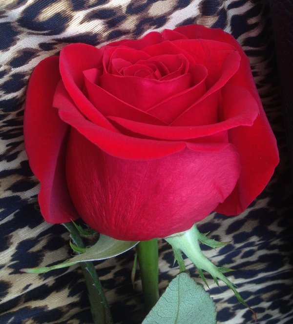 ����� ������ ����) ������ �� ����� 5s...