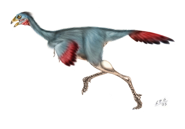  ,  , , , Caudipteryx, 