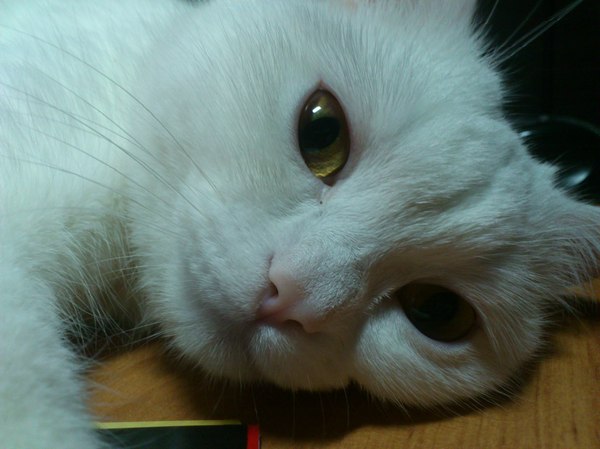 �����������, ��� �����