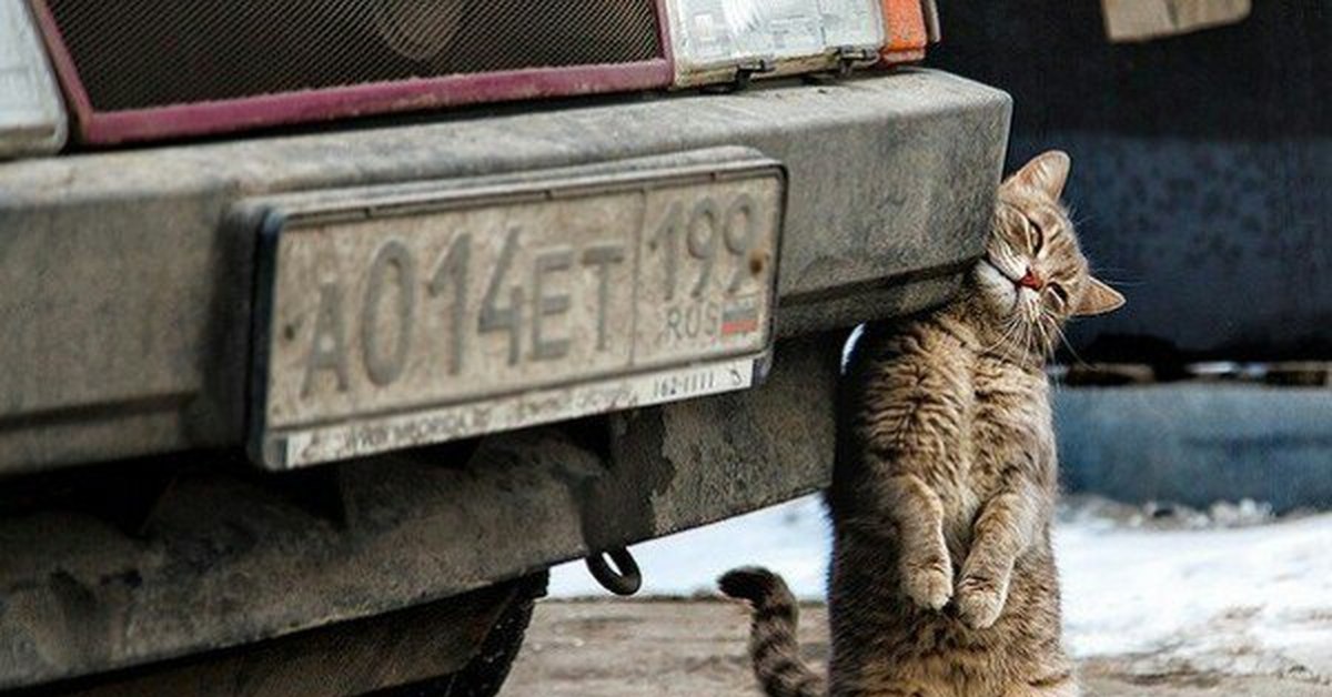 Кот с машиной обои