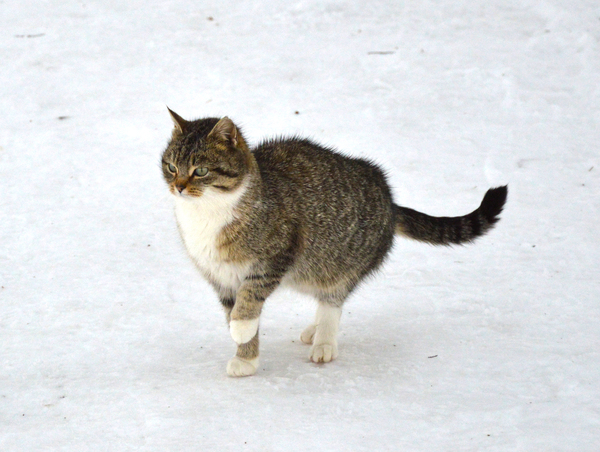 �������� � "�������������")