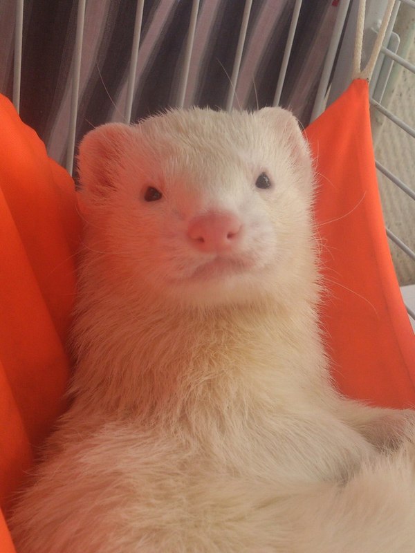 This is what a successful ferret looks like. - My, Animals, Ferret, Ferret, Photo