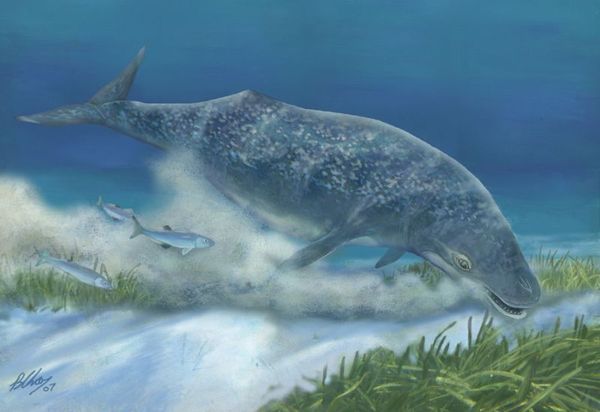 Mammalodon ,  , , Mammalia, Cetacea, Mammalodon