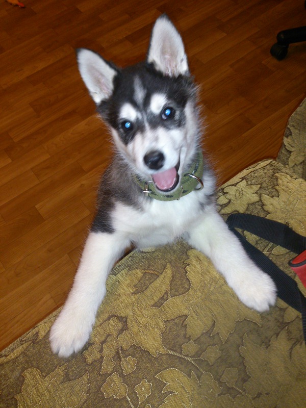 ����� ���