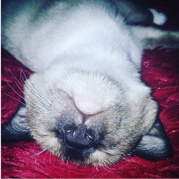 Чот решил запостить свое пушистое чудовище.