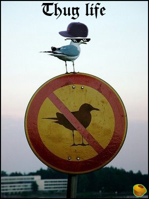 , ,   ! Thug Life, , , 