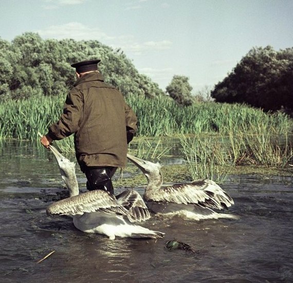Смотритель Астраханского заповедника с пеликанами