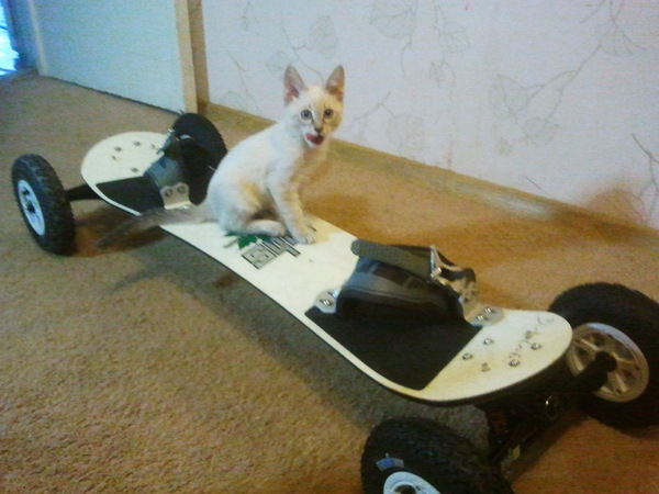 Мой котик Кося любит кататься на маунтинборде)