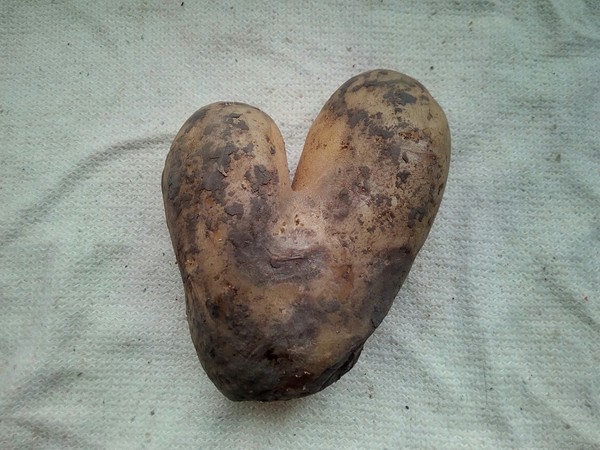 ����������� ����������