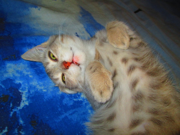 Следите за всем вокруг Банк, Ипотека, Кредит, Кот