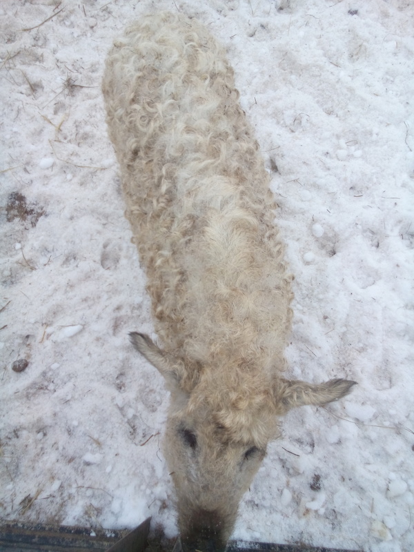 СвиноБаран!