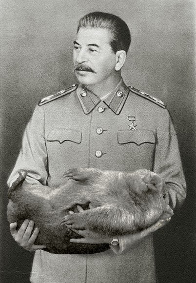 Ответы qwkrtezzz.ru: Правда что Сталин любил вомбатов?