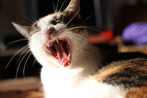 Мой питомец