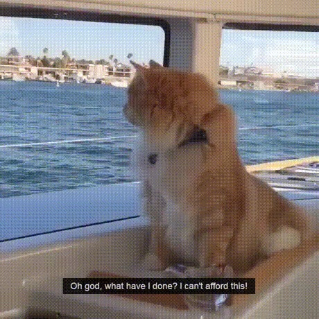 Красиво жить не запретишь 9GAG, Кот, Яхта, Отдых, Гифка