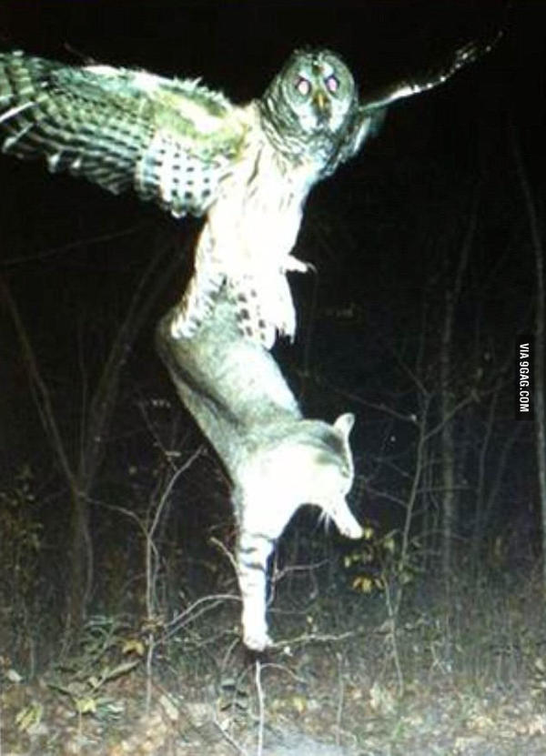       , 9GAG, , 