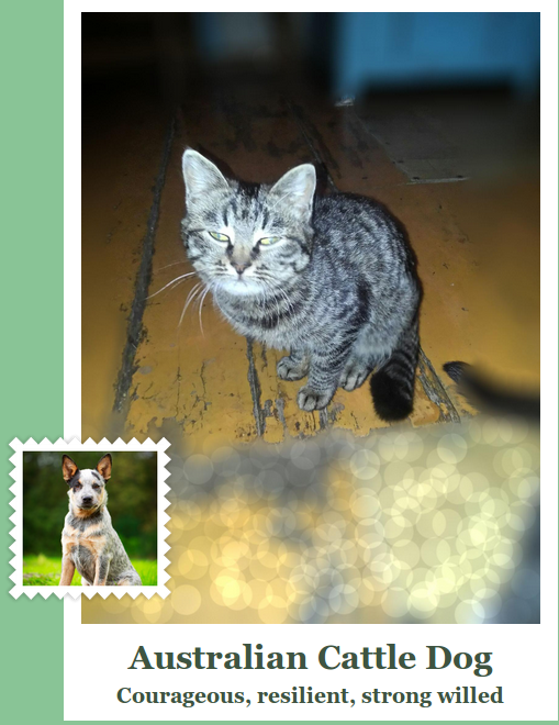     ?   ? ,  , , Whatdog, Whatdogrobot, , 