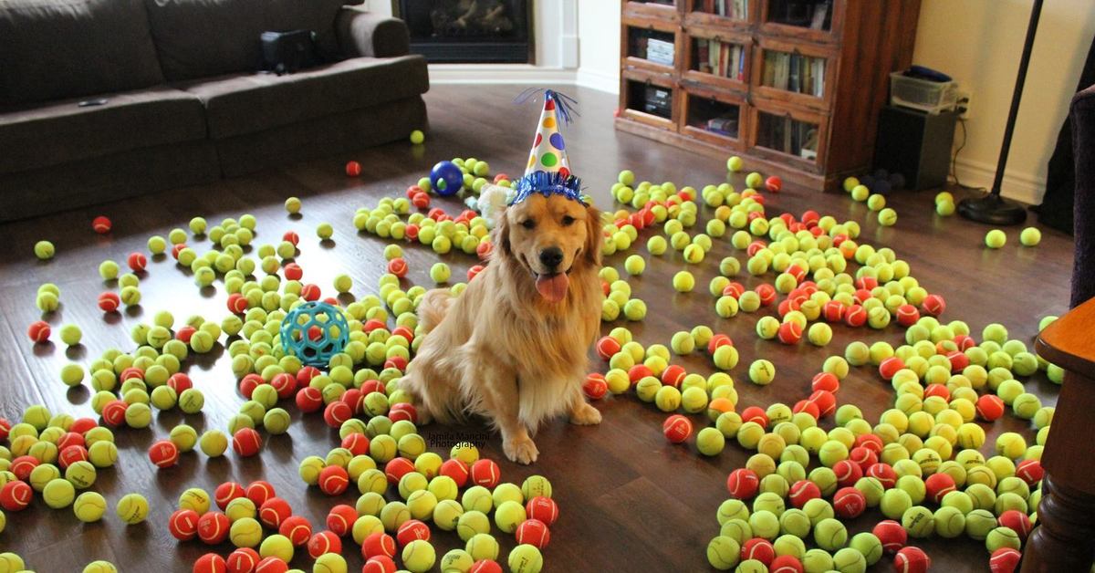 Собака празднует. Собака с праздником. Собака в подарок. Подарок собаке на день рождения. Украшения на собачий праздник.