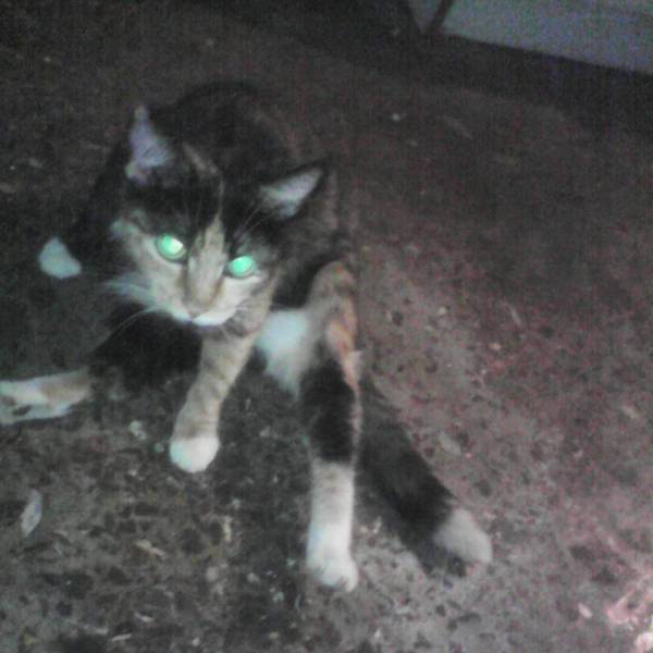 �������� ������-����� ���