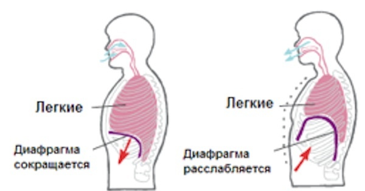 диафрагмальное дыхание человека схема