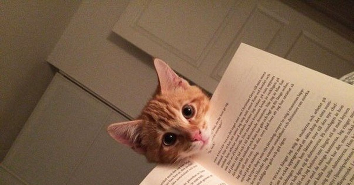 Кот умеет читать. Кот читает книгу. Книги про кошек. Кот умеет читать. Книги про кошек.