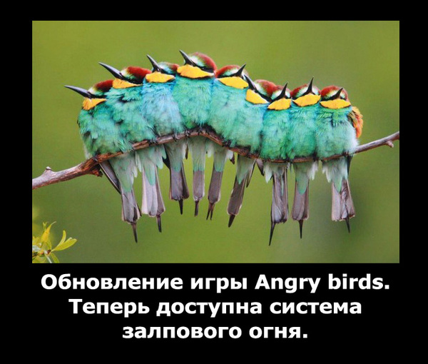Angry birds  .