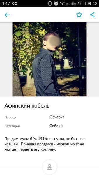 Авито. Раздел Животные - Собаки.