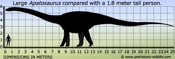  ,  , , , Saurischia, Apatosaurus, , 