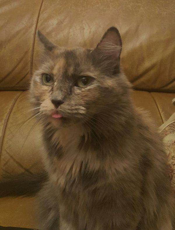 "�������..."