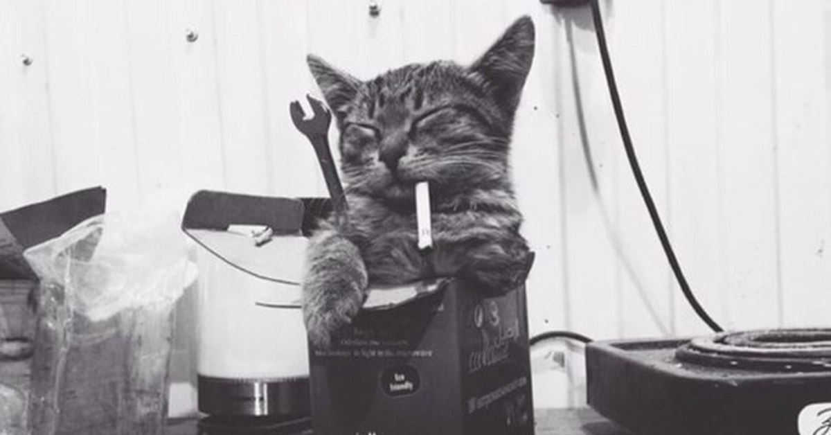 Кот механик. Кот чинит. Кот с гаечным ключом и сигаретой. Кот с сигаретой. Кот автомеханик.