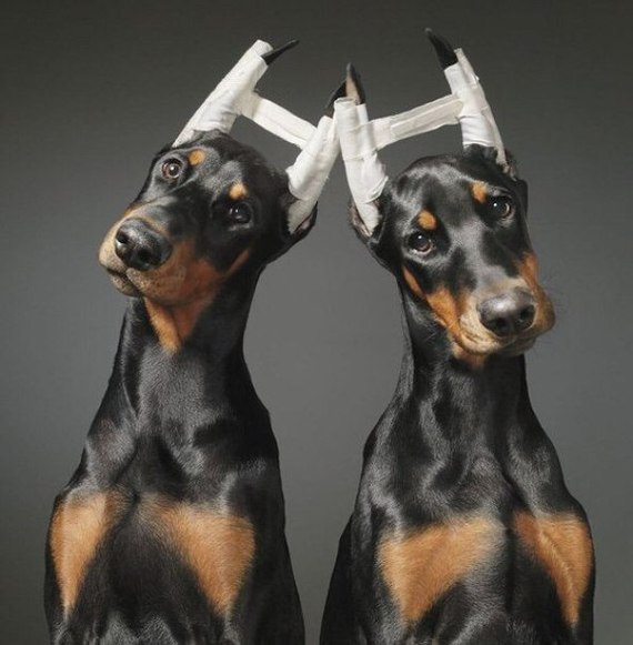 Хозяин, ну за что?