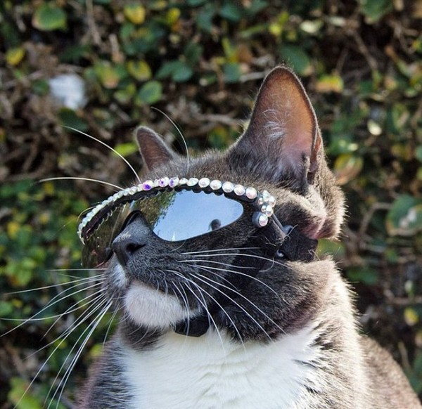     (Bagel) , , , Sunglass Cat
