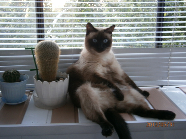 Эволюция кактуса