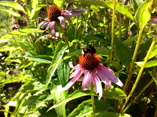 Пасека у бабушки :) Пчелы, Пасека, Шмель, Лето, Цветы, Мёд, Длиннопост