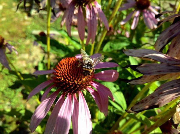 Пасека у бабушки :) Пчелы, Пасека, Шмель, Лето, Цветы, Мёд, Длиннопост