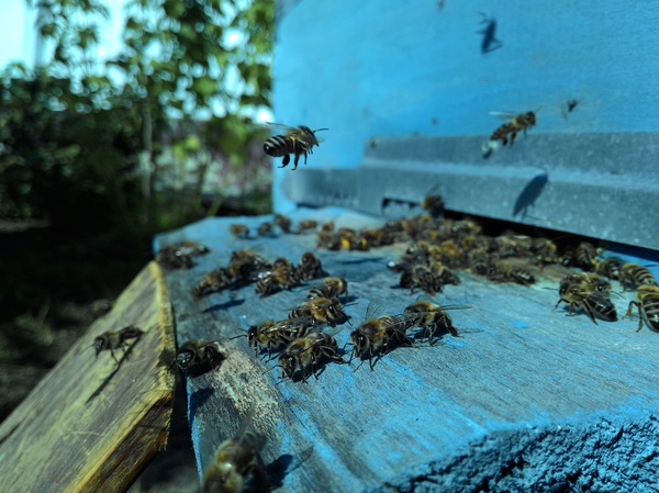 Пасека у бабушки :) Пчелы, Пасека, Шмель, Лето, Цветы, Мёд, Длиннопост