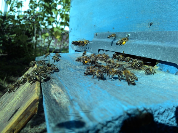 Пасека у бабушки :) Пчелы, Пасека, Шмель, Лето, Цветы, Мёд, Длиннопост