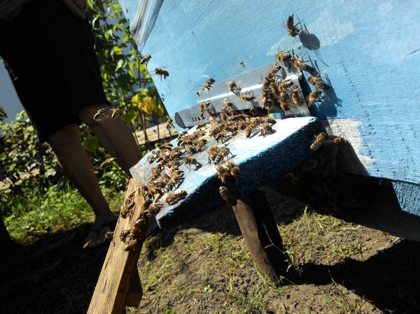 Пасека у бабушки :) Пчелы, Пасека, Шмель, Лето, Цветы, Мёд, Длиннопост