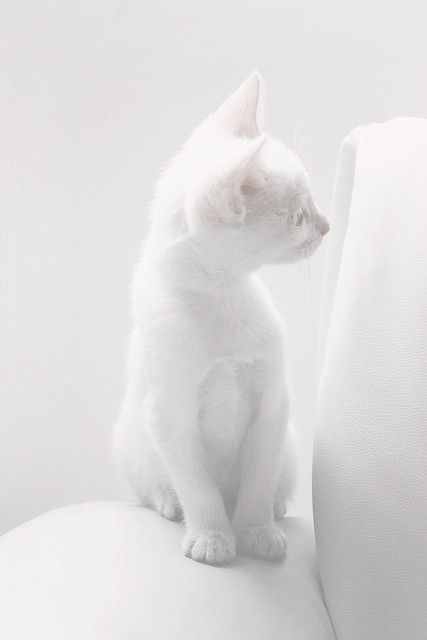 White on white - cat, White, On white