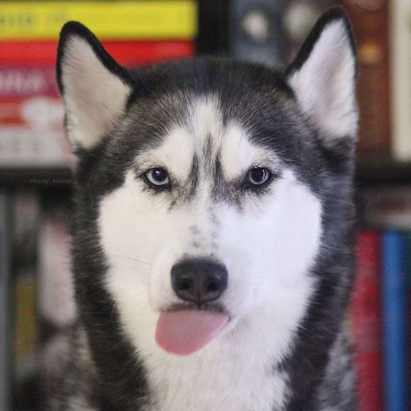    Husky_quartet, Akira, , ,   