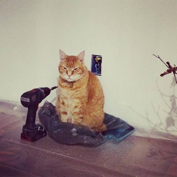 Ремонт шел 5й месяц подряд..в депрессию от безысходности начал впадать даже кот.